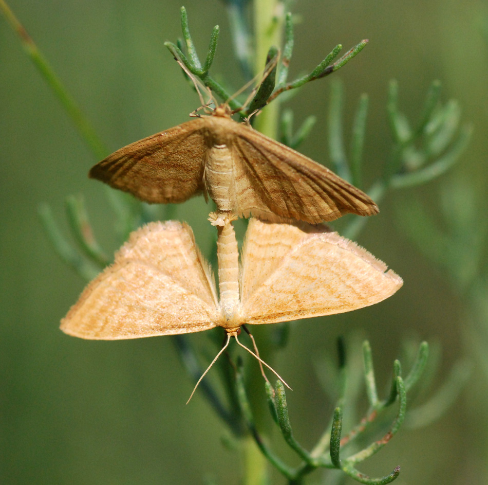 farfalla da identificare